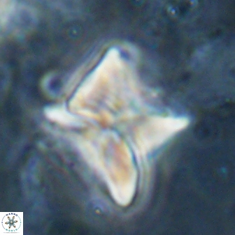 Heliolithus riedelii 54383