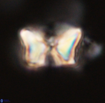 Heliolithus riedelii 57168