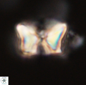 Heliolithus riedelii 57168