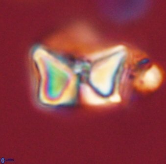 Heliolithus riedelii 57170