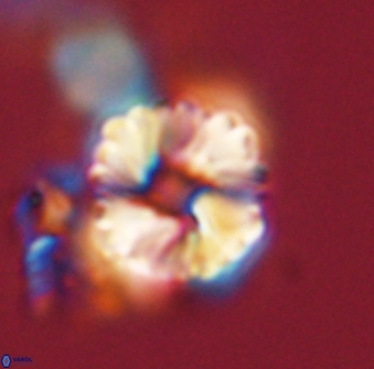 Heliolithus riedelii 57171