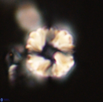Heliolithus riedelii 57173