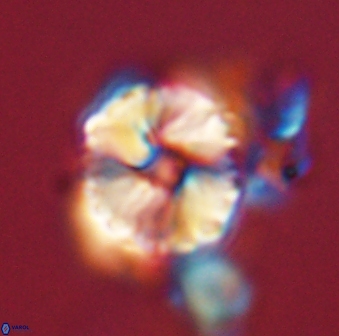 Heliolithus riedelii 57174