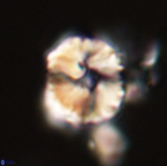 Heliolithus riedelii 57175