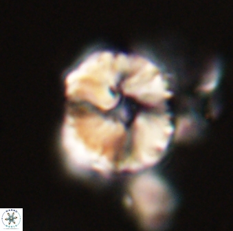Heliolithus riedelii 57175