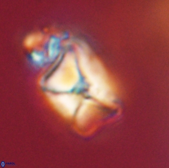 Heliolithus riedelii 57181