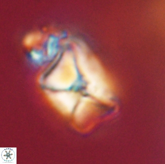 Heliolithus riedelii 57181