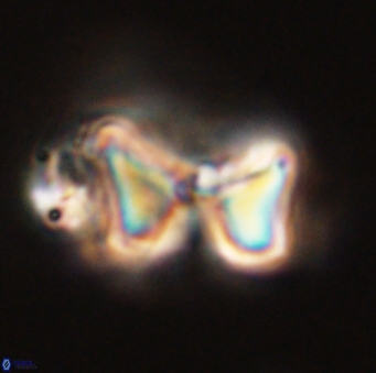 Heliolithus riedelii 57186