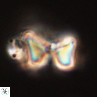 Heliolithus riedelii 57186