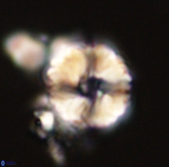 Heliolithus riedelii 57198