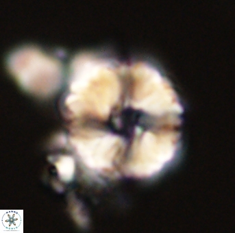 Heliolithus riedelii 57198