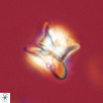 Heliolithus riedelii 57277