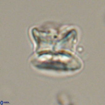 Heliolithus riedelii 57278