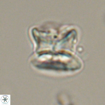 Heliolithus riedelii 57278