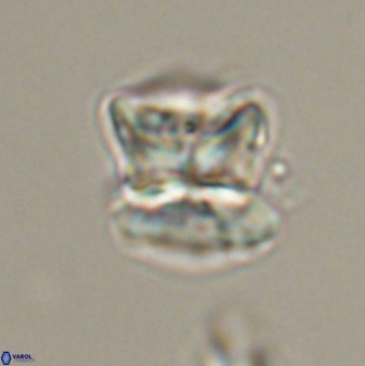 Heliolithus riedelii 57279