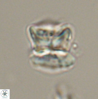 Heliolithus riedelii 57279