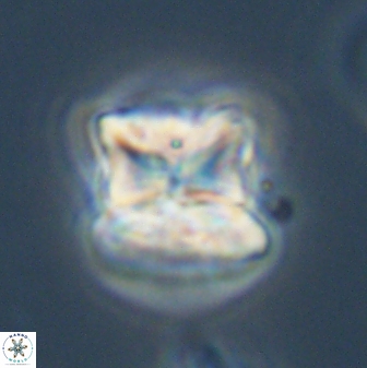 Heliolithus riedelii 57280