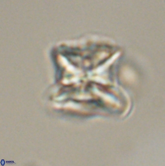 Heliolithus riedelii 57284
