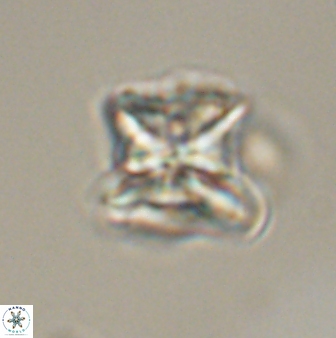 Heliolithus riedelii 57284