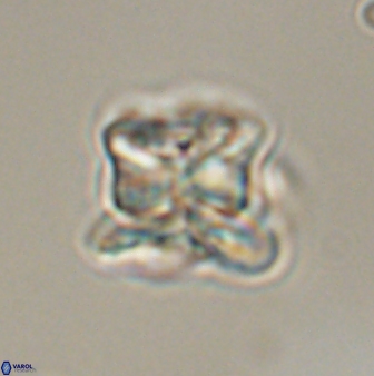 Heliolithus riedelii 57285