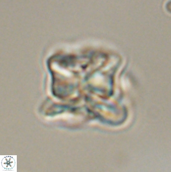 Heliolithus riedelii 57285