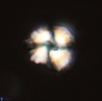 Heliolithus riedelii 57293