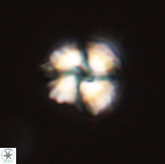 Heliolithus riedelii 57293