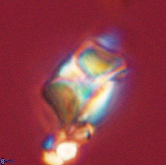 Heliolithus riedelii 57201