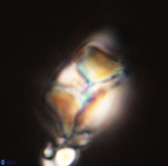 Heliolithus riedelii 57203