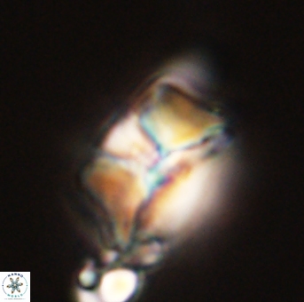 Heliolithus riedelii 57203