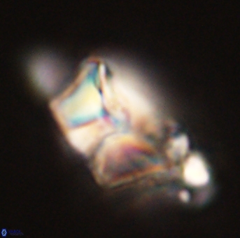 Heliolithus riedelii 57204