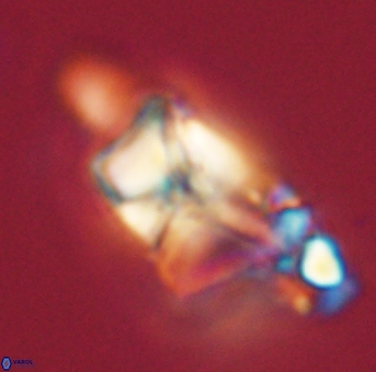 Heliolithus riedelii 57205
