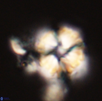 Heliolithus riedelii 57207