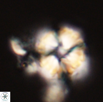 Heliolithus riedelii 57207