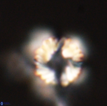 Heliolithus riedelii 57209