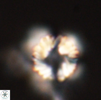 Heliolithus riedelii 57209