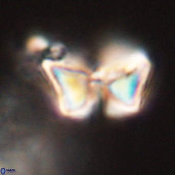 Heliolithus riedelii 57217