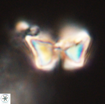 Heliolithus riedelii 57217