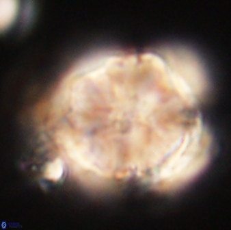 Heliolithus riedelii 61079