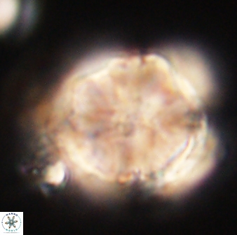 Heliolithus riedelii 61079