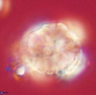Heliolithus riedelii 61080