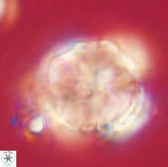 Heliolithus riedelii 61080