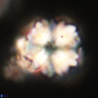 Heliolithus riedelii 61082
