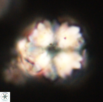 Heliolithus riedelii 61082