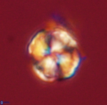 Heliolithus riedelii 61196