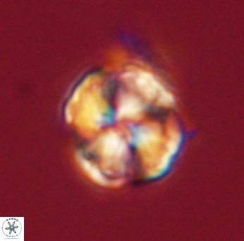 Heliolithus riedelii 61196