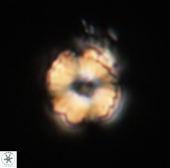 Heliolithus riedelii 61198