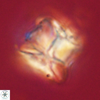 Heliolithus riedelii 61110