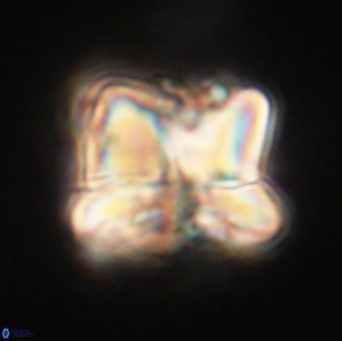 Heliolithus riedelii 61113