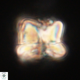Heliolithus riedelii 61113